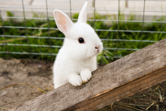 Cute Bunny